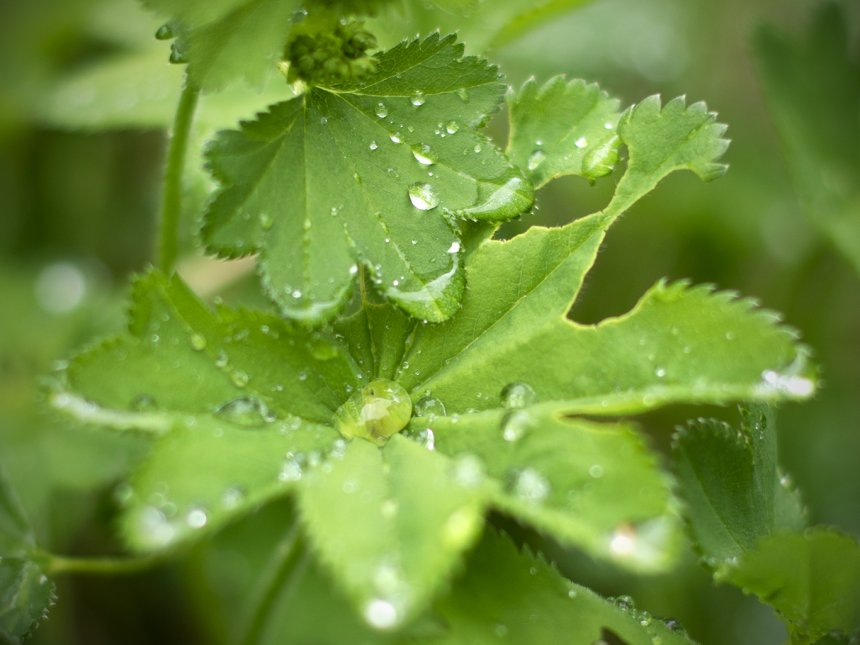 после дождя - Антон