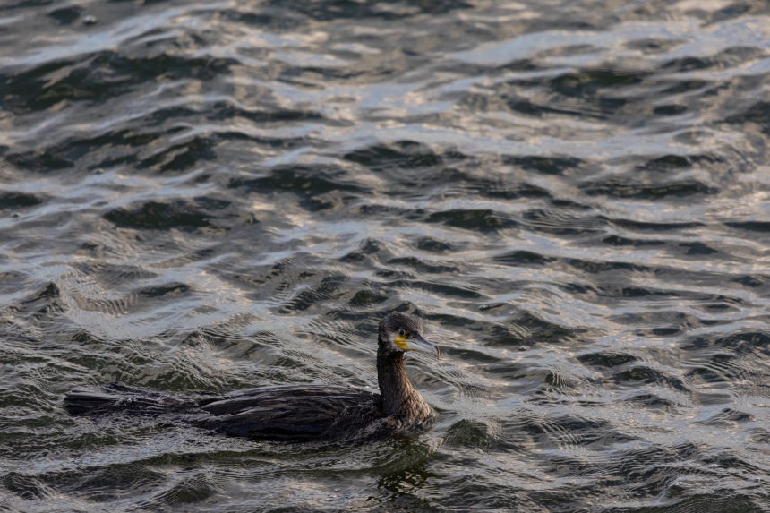 На Балтийской косе - Мария Леденцова (1/8)