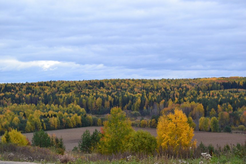 Золотая осень - Серафима Барболина