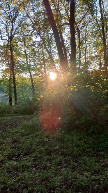 Лес... Река... Закат -  