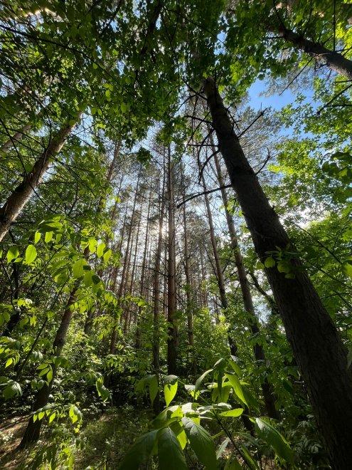 Голос леса! -  