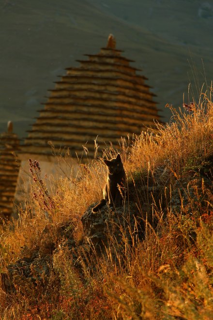 Забвение в горах -   (1/5)