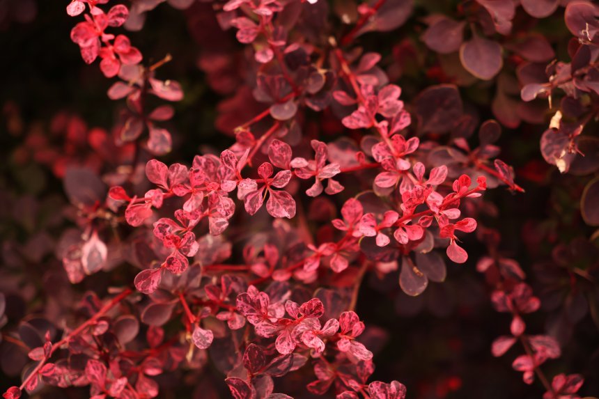 Яркие кружева природы -  