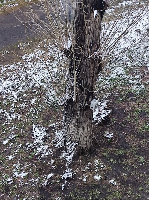 Дерево жизни - Лариса