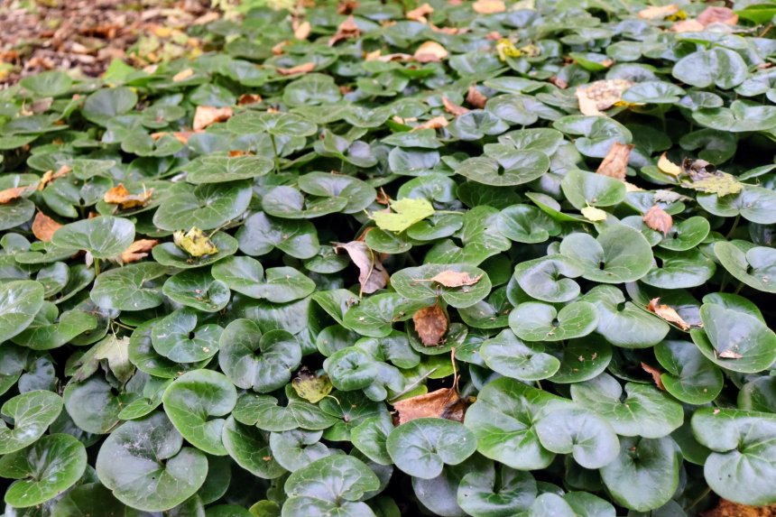 Зелёный ковёр - Екатерина