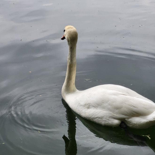 Одетта - Дарья