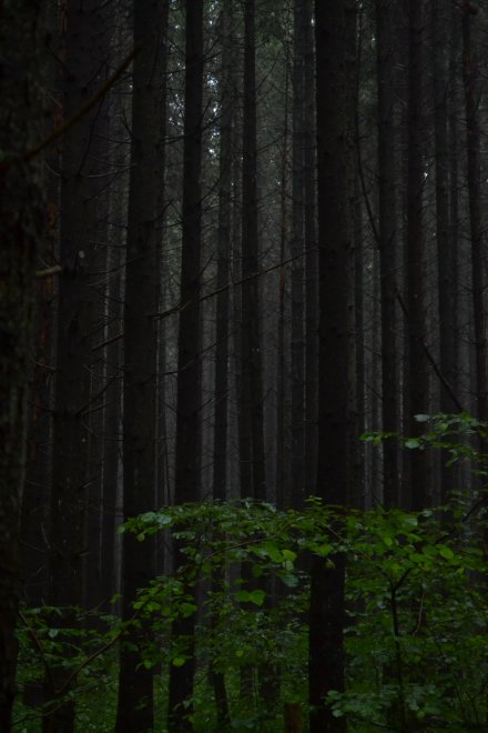 Туманный лес - Валерия