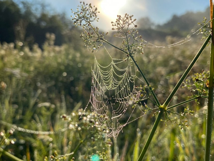 Осенее утро -  