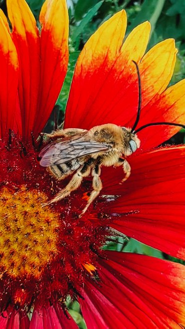 Яркость лета -  