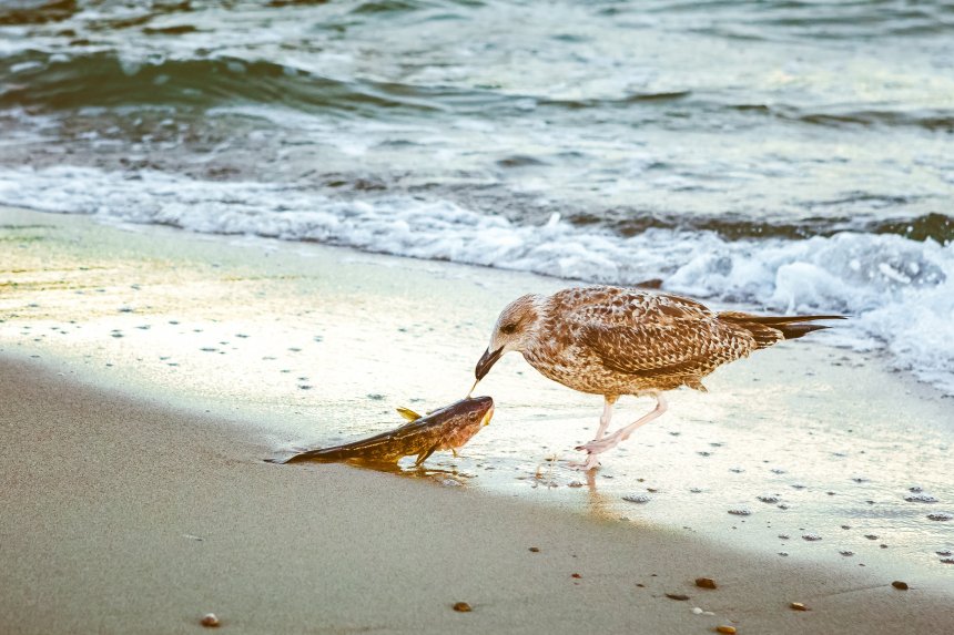 Удачная рыбалка. Чайка и балтийский налим. -  