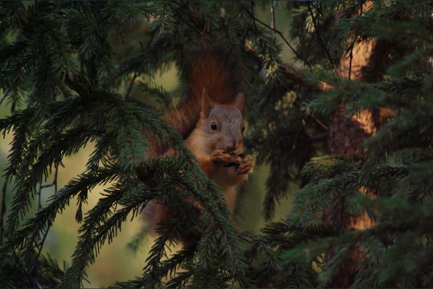 В Карагайском бору - Сергей