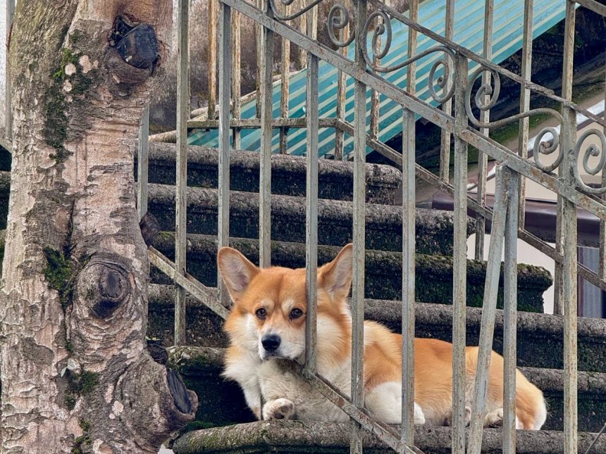 Пушистый попутчик -  