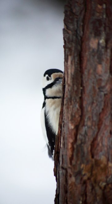 Спрятался - Анатолий Фрумгарц