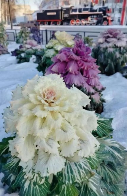 Сибирские цветы -  