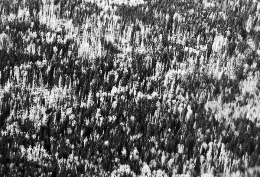 Лес - Анна Ландграфская