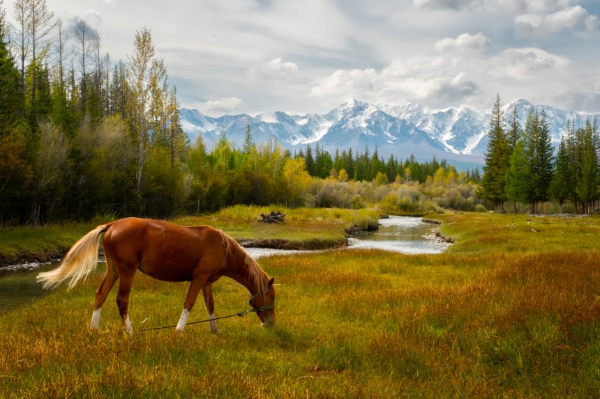 Горный житель -  
