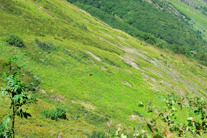 Убегающий мишка - Алексей