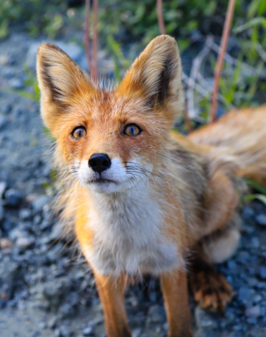 Попрошаичка - Ольга