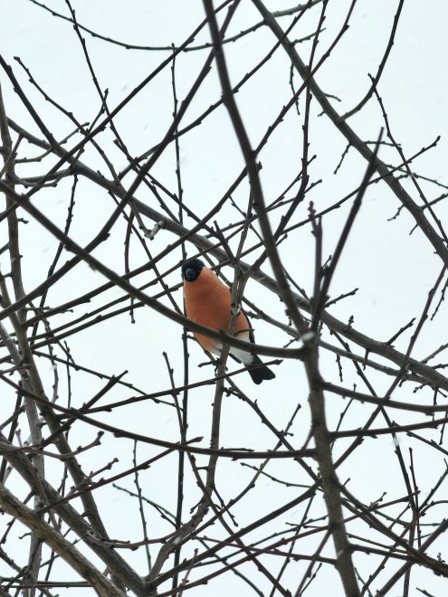 Снегирь - Анна