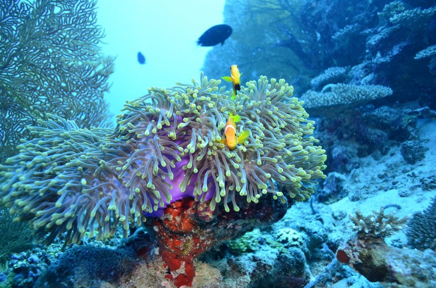 Мой новый симбиоз - Ekaterina Kerusova