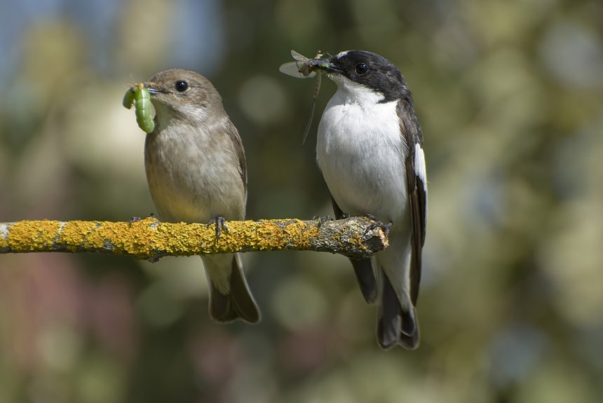 Заботливые родители - Александр Новожилов