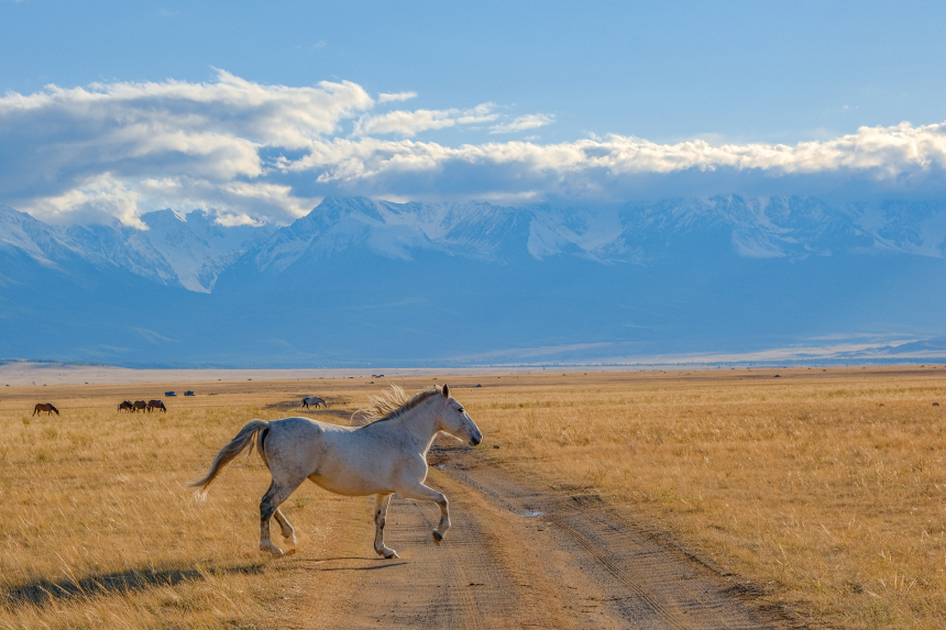 Белый странник Алтая/White Wanderer of Altai -  