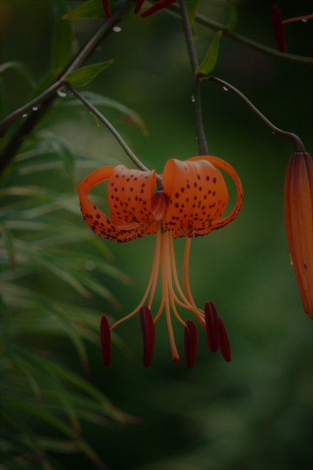 Огненный танец - Татьяна