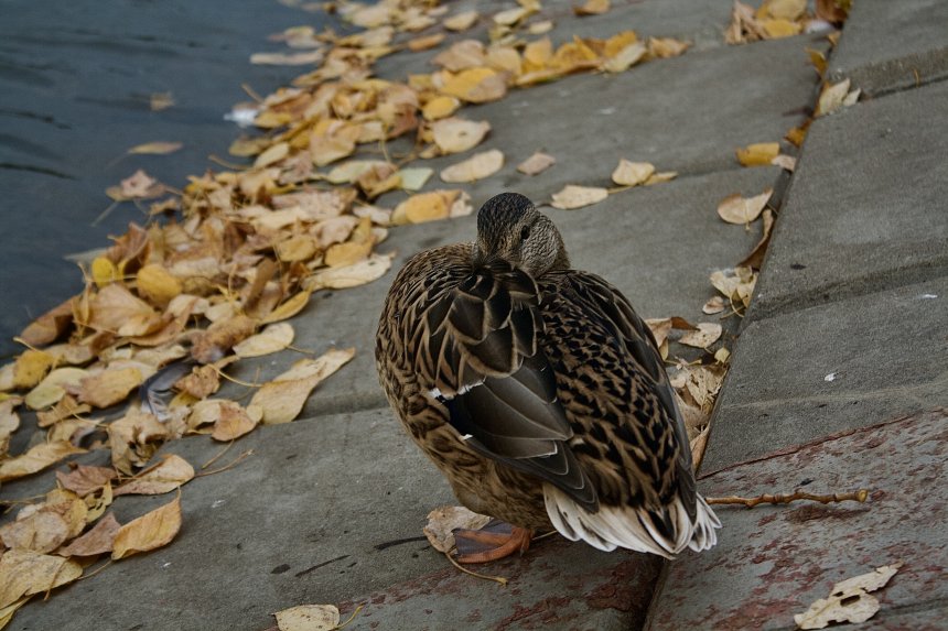 Городская диковинка -  