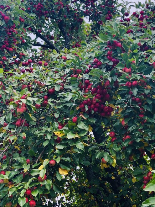 Осенний аромат -  