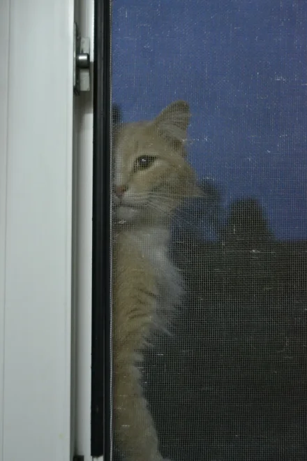 Бантик - Анастасия