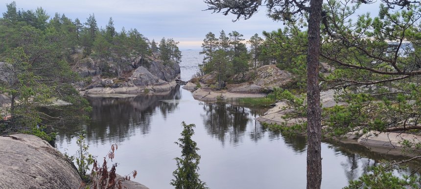 Шхеры соснового острова в Карелии. - polina