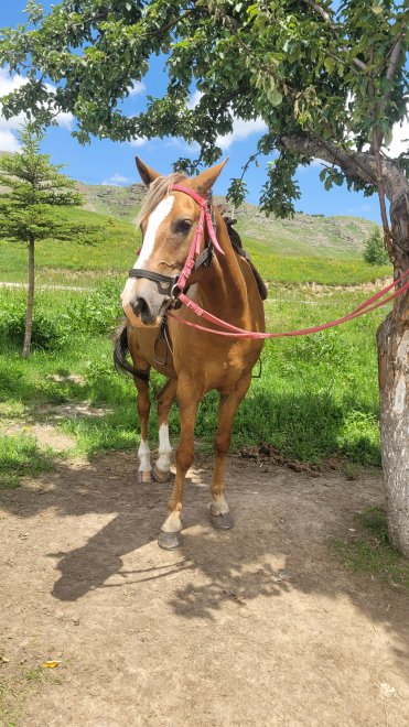 Красавица -  