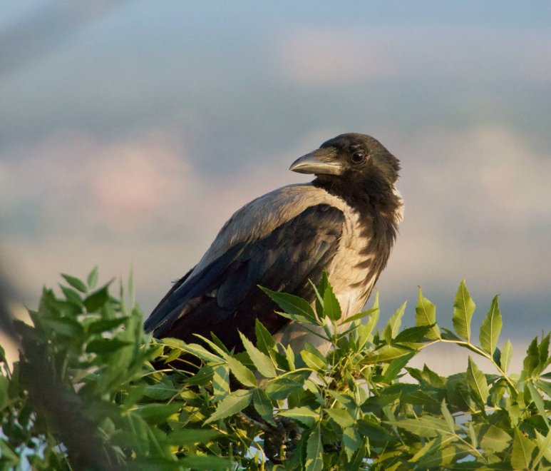 Серая ворона - Борис Захаров