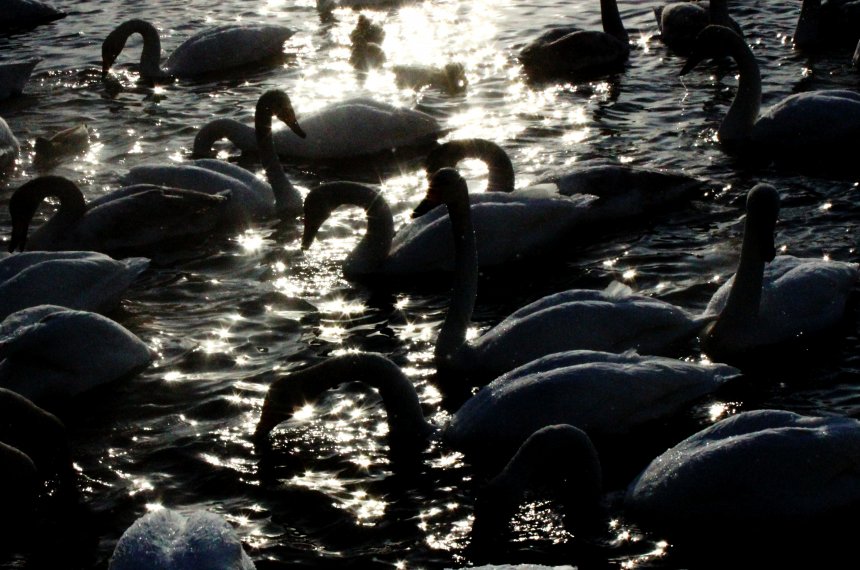 Парк юрского периода -  