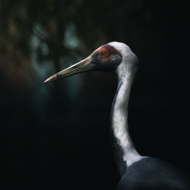 Японский Аист -  