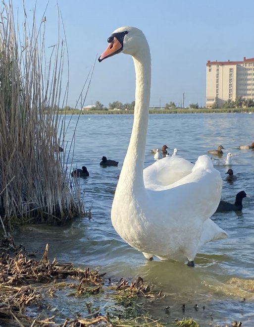 Белый страж озера -  