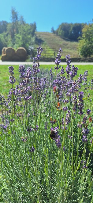 Последний аромат лаванды -  