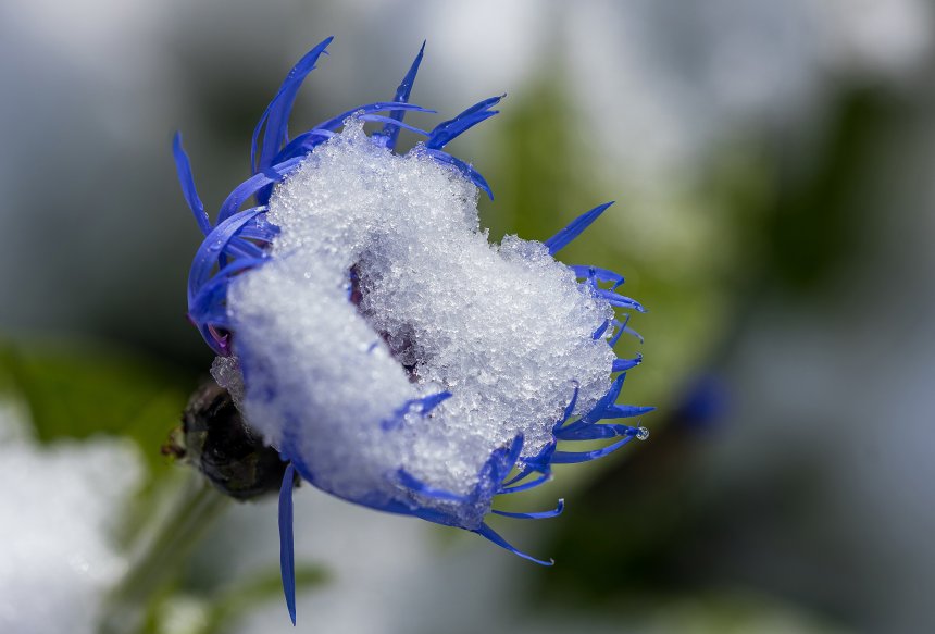 Зима вернулась -  