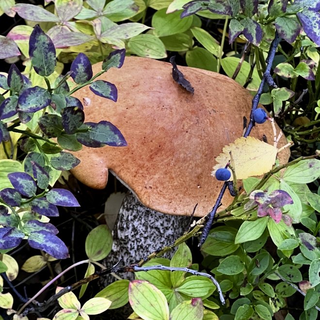 Осенний красавец -  