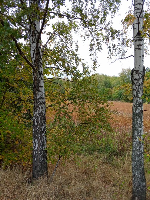 Курский октябрь - Максим