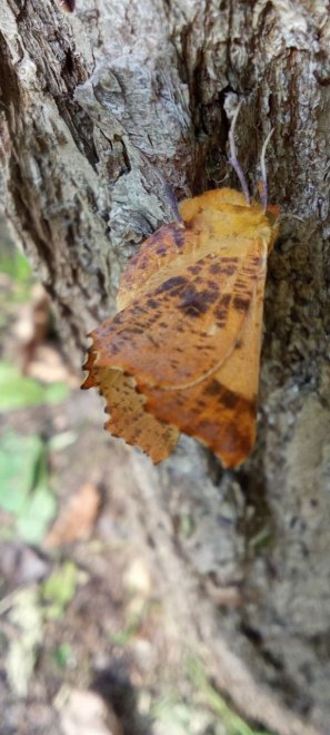 То ли листок, то ли мотылёк -  