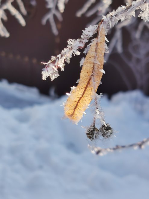 Зимнее кружево -  
