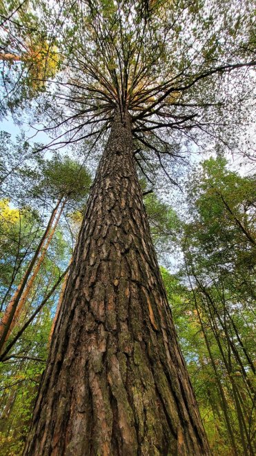 Лес - источник энергии. - Роза