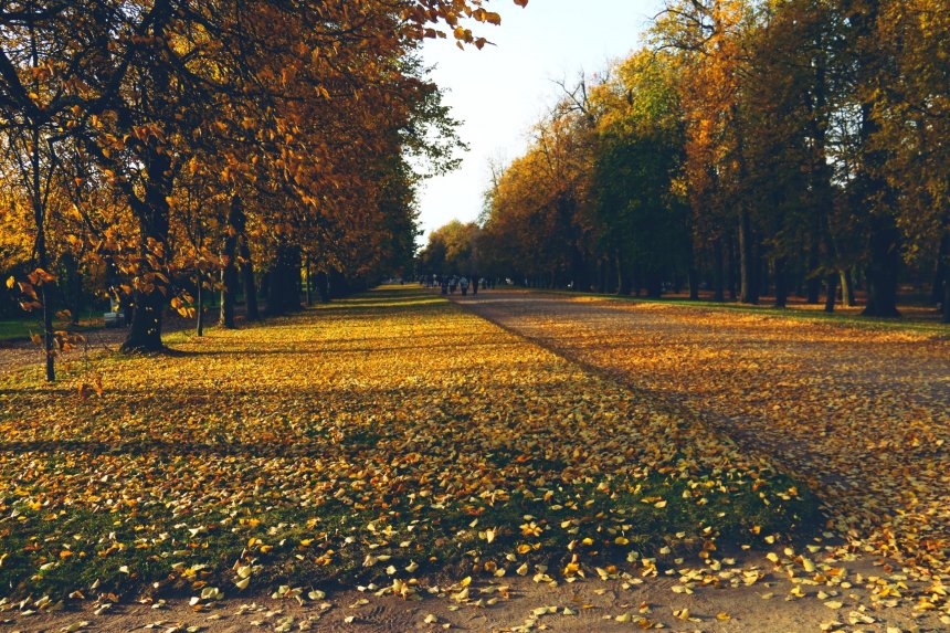 Янтарная осень -  