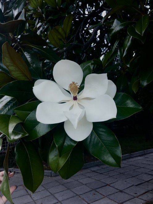 Магнолия - Анастасия