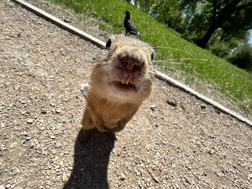 Суслик - Яна Белякова