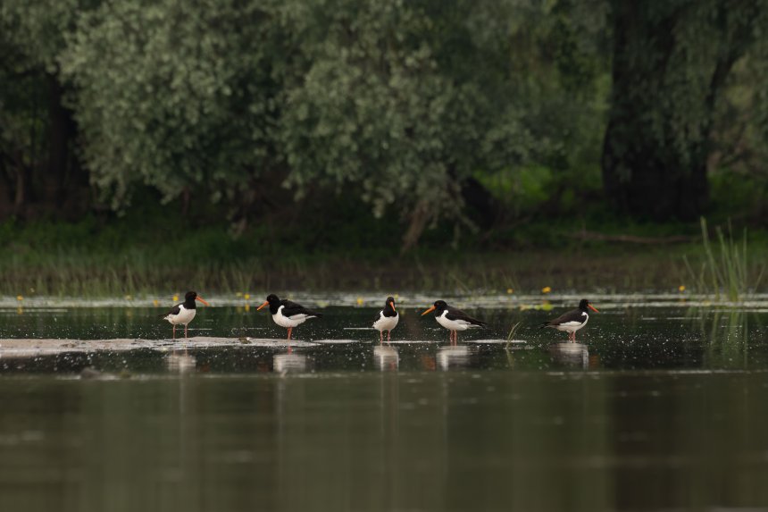 Важные во фраках - Александра