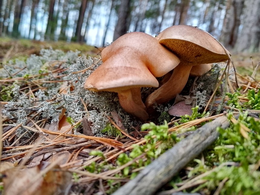 Хорошая компания -  