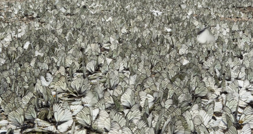 Бабочки боярышницы - Александр