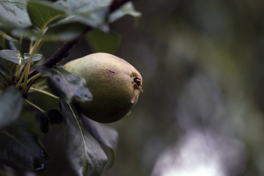 Груша - Евгения Кравцова